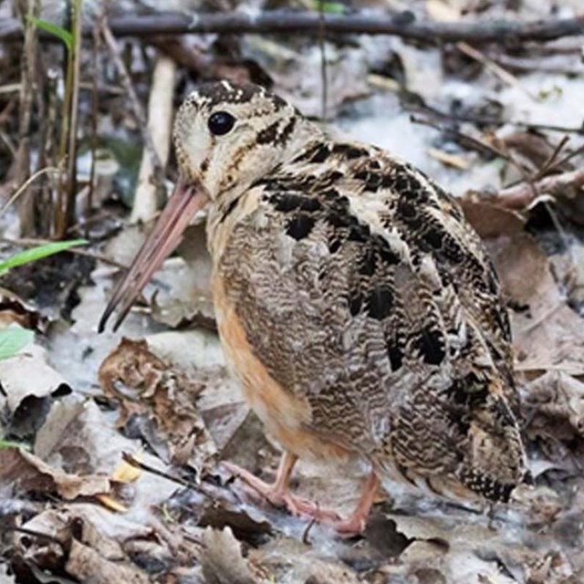 American Woodcock blends into the forest floor Photo Credit Steve Valasek