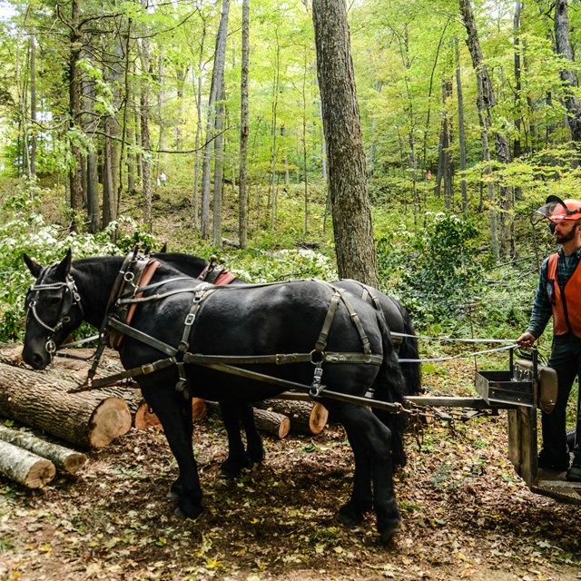 two horses pull a cart with a logger in safety orange through a forest