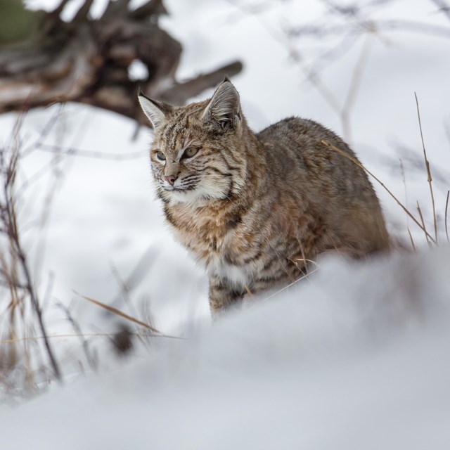 bobcat in snow