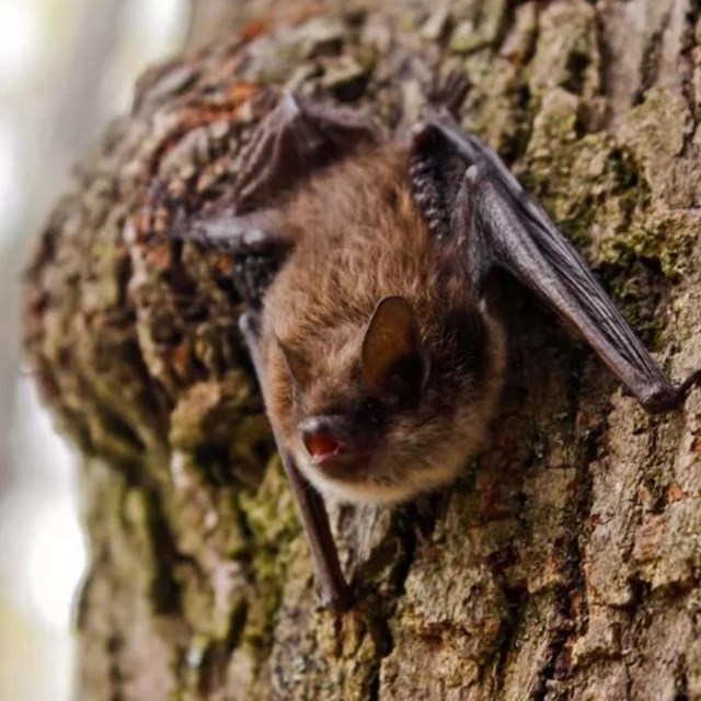 little brown bat on tree