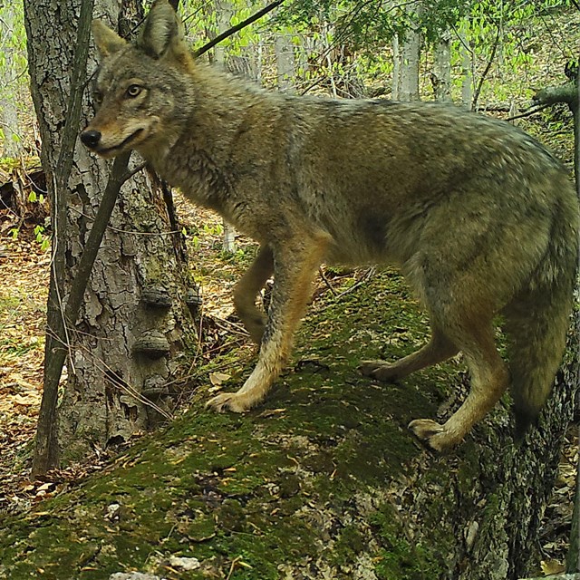 game camera photo of coyote in forest