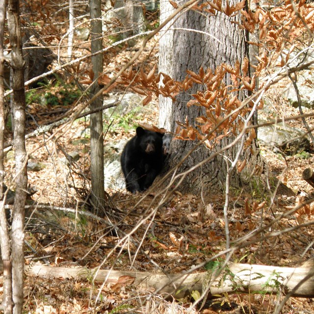 black bear walking in forest with fall foliage