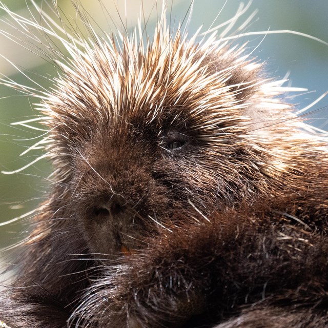 close up of porcupine head in tree