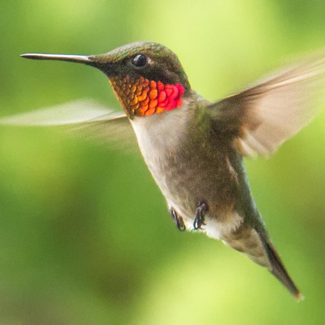 Ruby-throated Hummingbird 