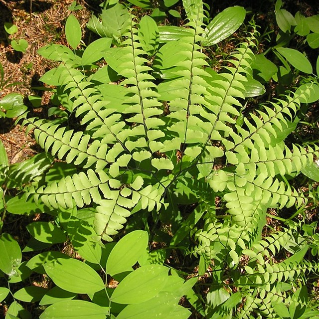 maidenhair fern