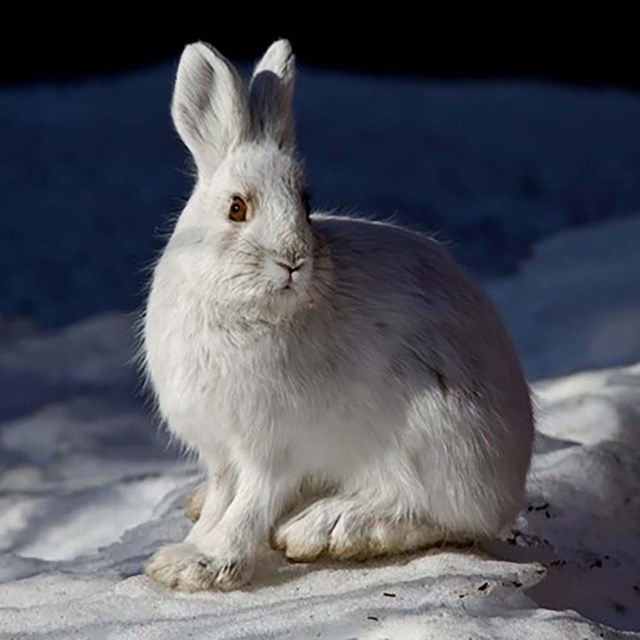 Snowshoe Hare in Snow