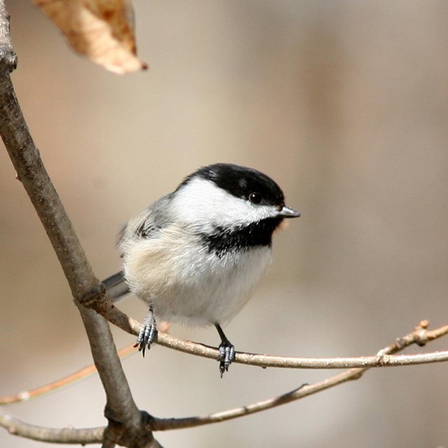 Black-capped chicadee on branch