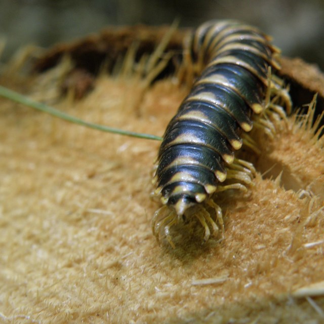 millipede on a log