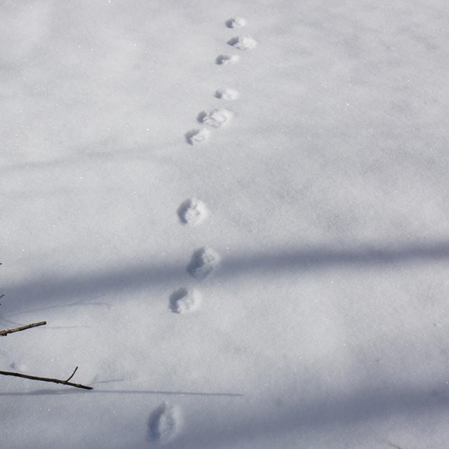 animal prints in snow