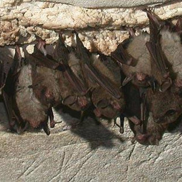 row of hanging bats