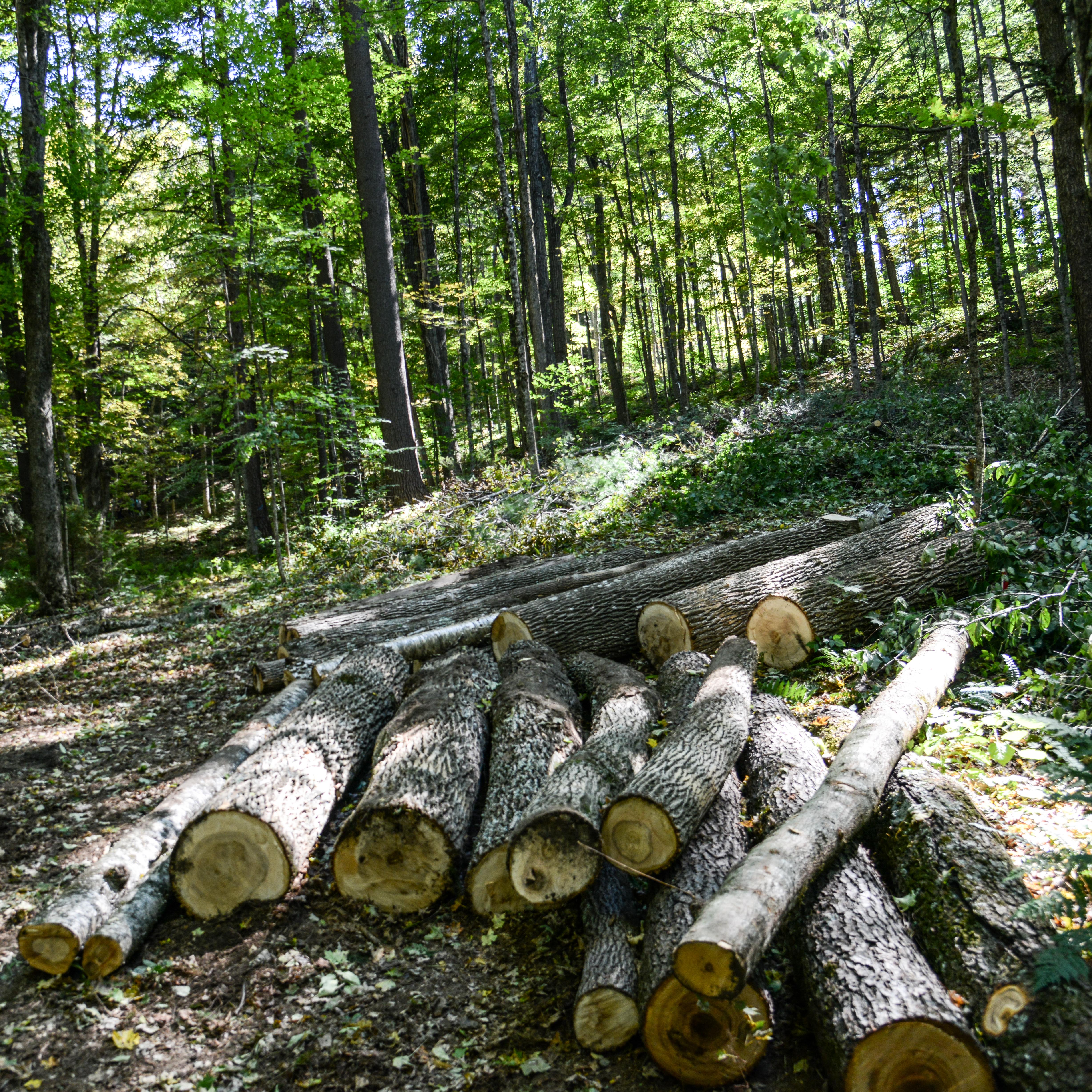pile of fresh logs in the forest