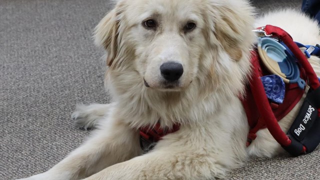 A fluffy light brown dog lays on a floor wearing a vest that says "service dog."