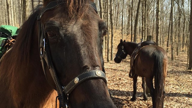 Close shot of horse standing in a brightly wooded area.