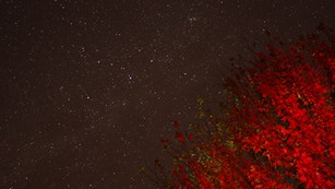 A tree lit up with a red light and a sky full of stars in the background.