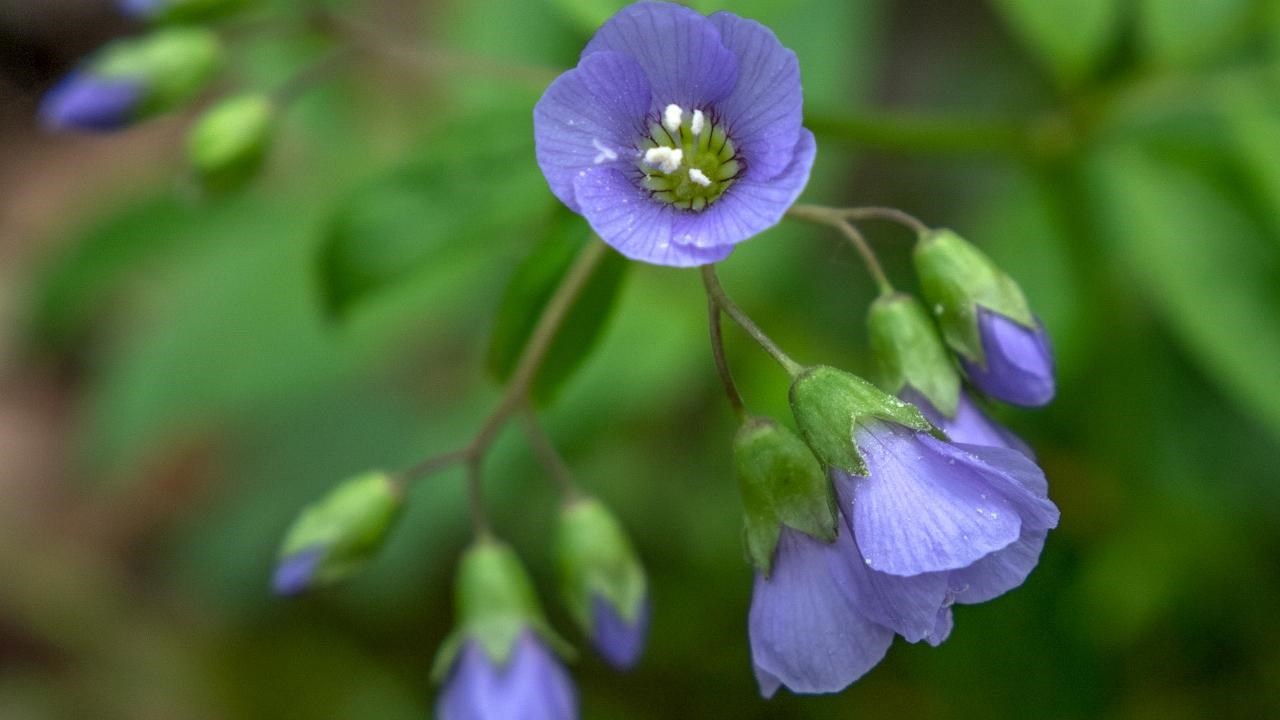 A small purple/blue flower with green foliage in the background