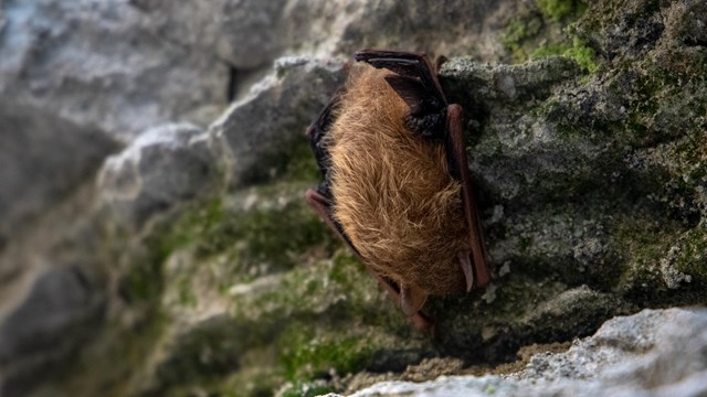 A fuzzy brown bat hangs upside down on a gray rocky, moss covered wall.