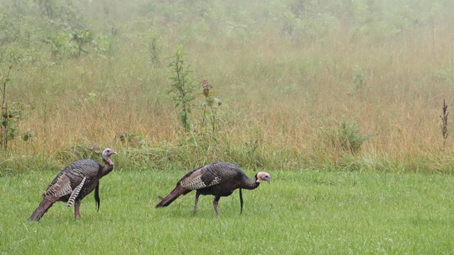 Two brown turkeys walk across green grass on a foggy morning.