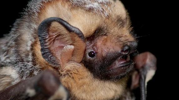 bat