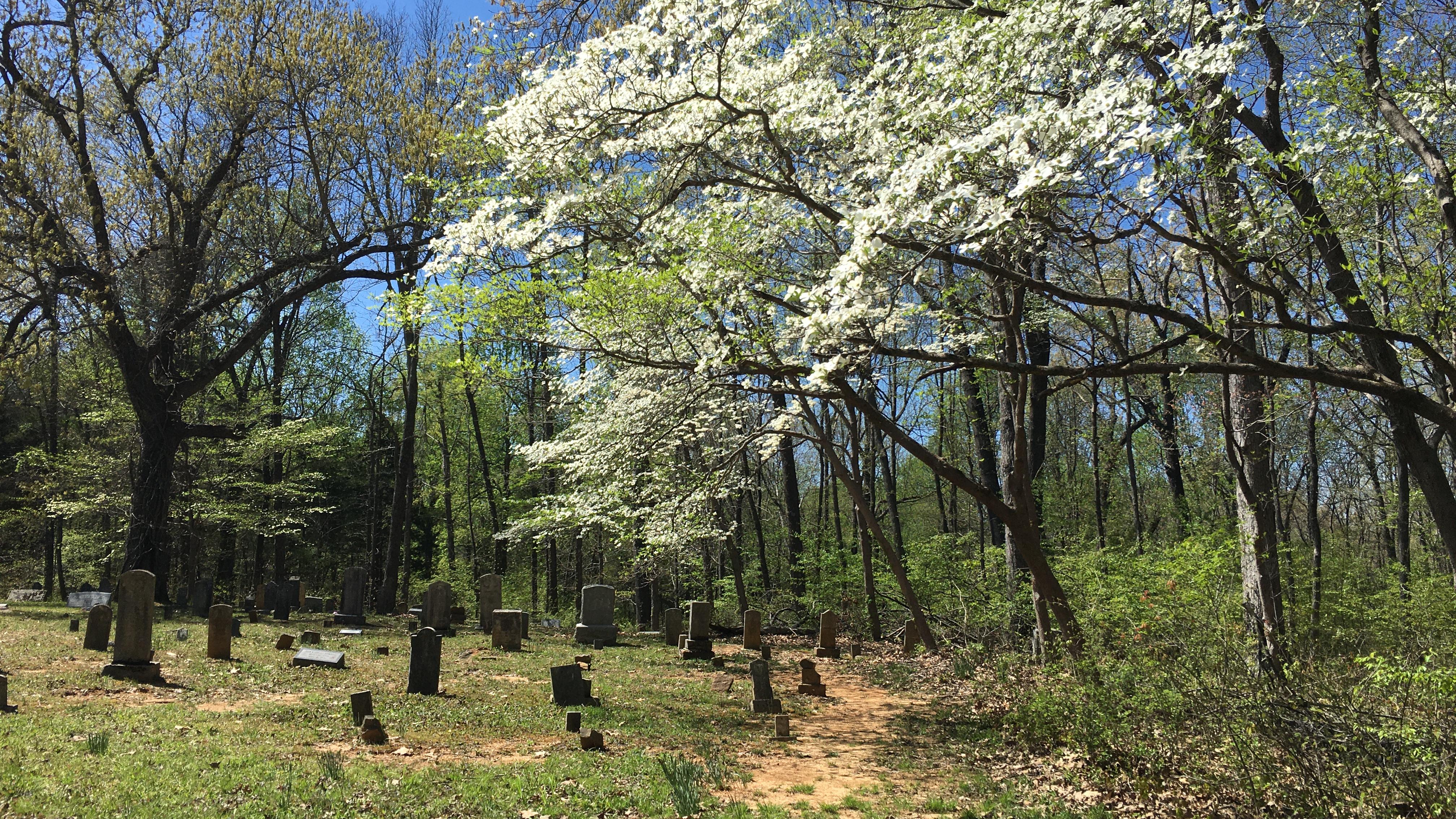 A flowering tree stranding over a cemetery