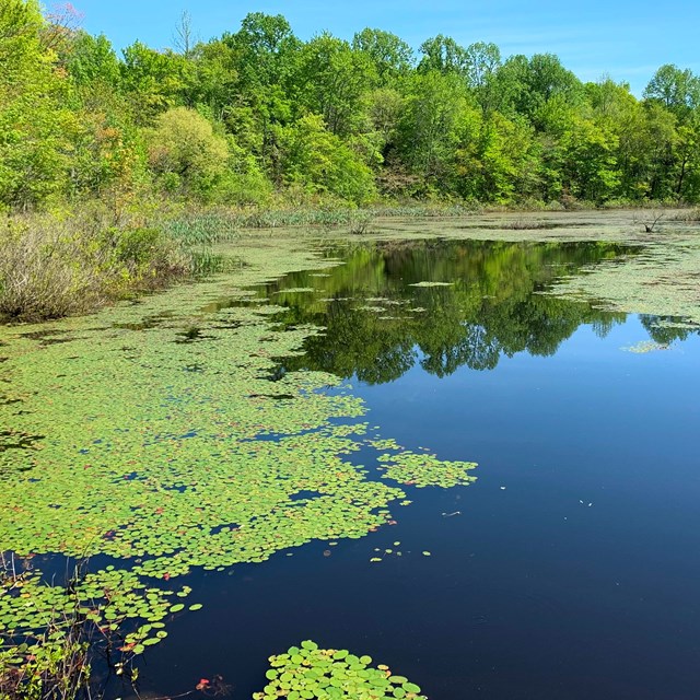 A pond with water plants growing on the water surface and tall trees all around. 