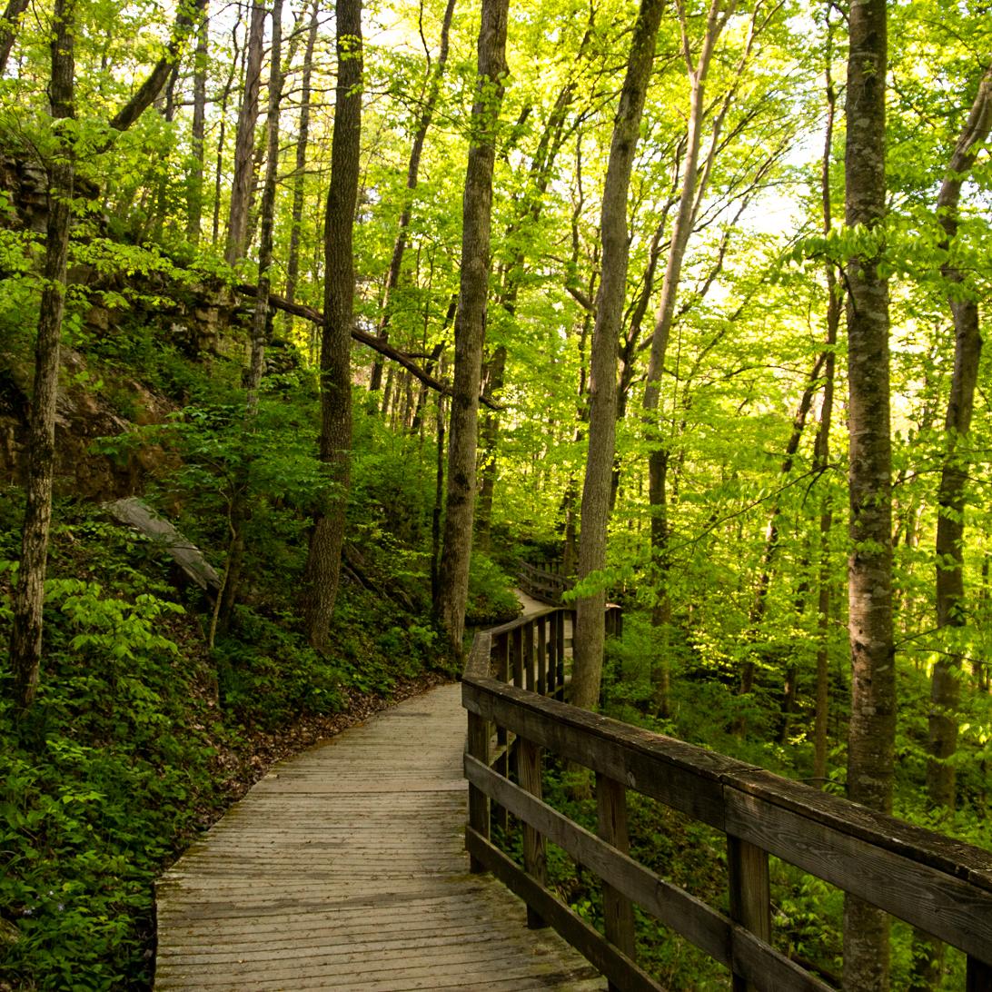 A boardwalk nestled beside a slope of bright green trees blanketed in warm sunlight.