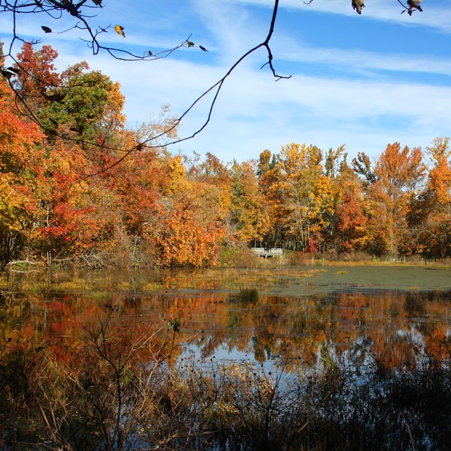 A small pond surrounded by trees with bright fall leaves. 