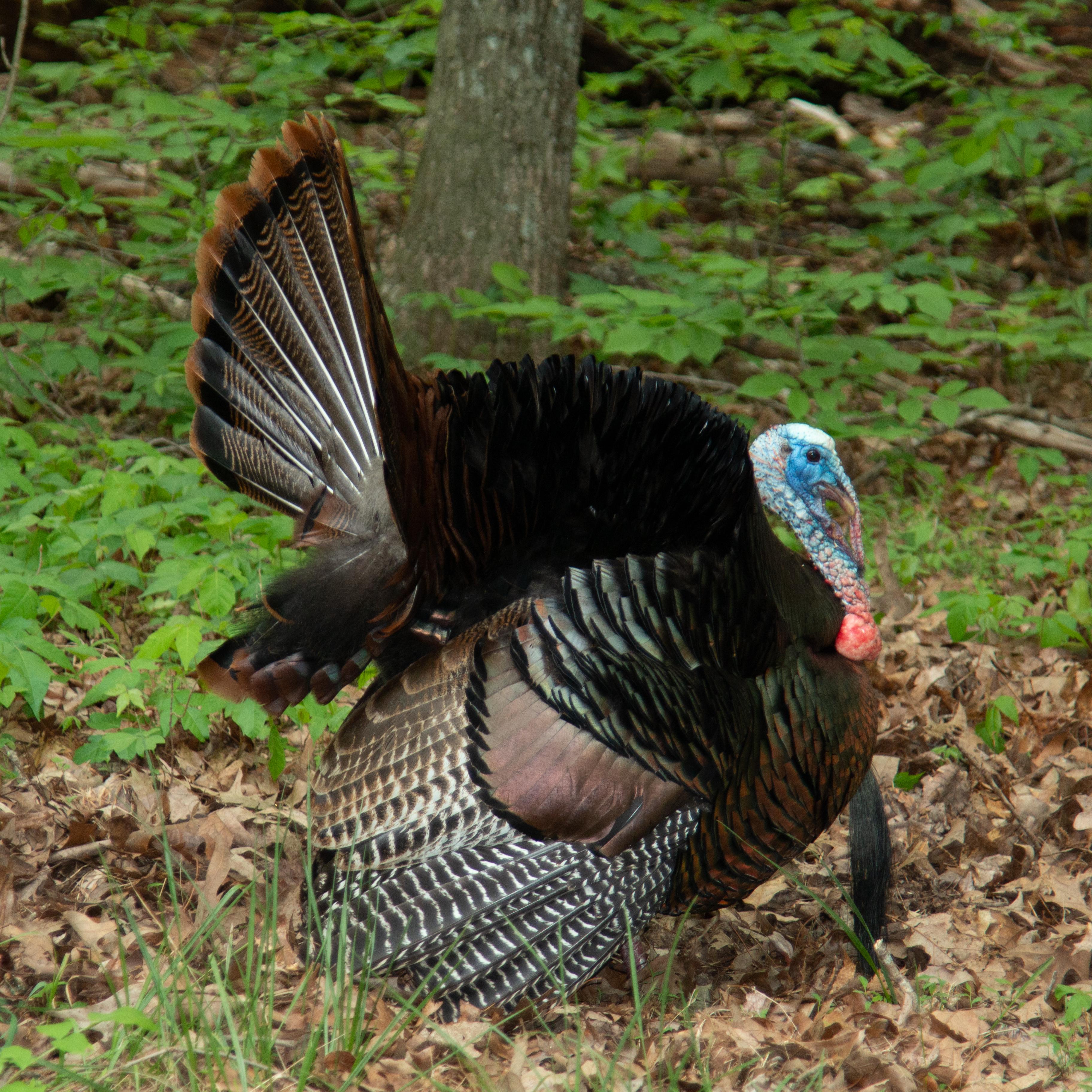 Wild turkey