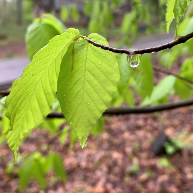 A raindrop hanging from a tree branch with two green leaves. 