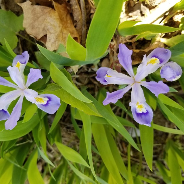 Two purple and white flowers. 