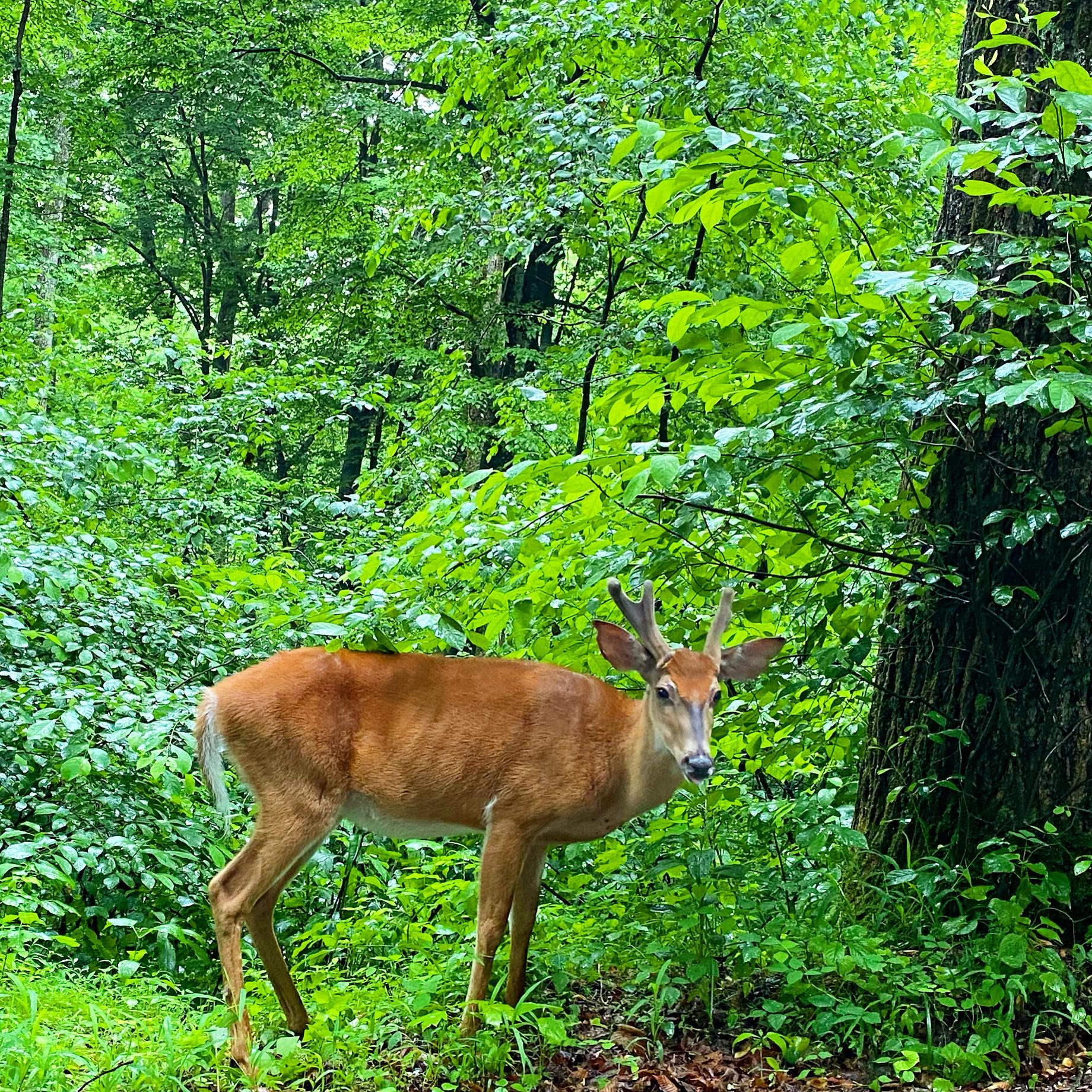 A deer standing in a forest. 