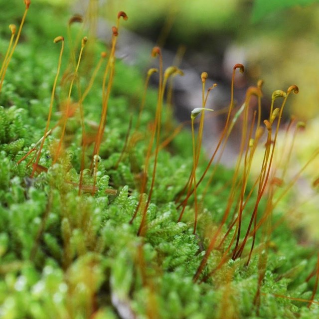Mosses, Liverworts, and Lichens