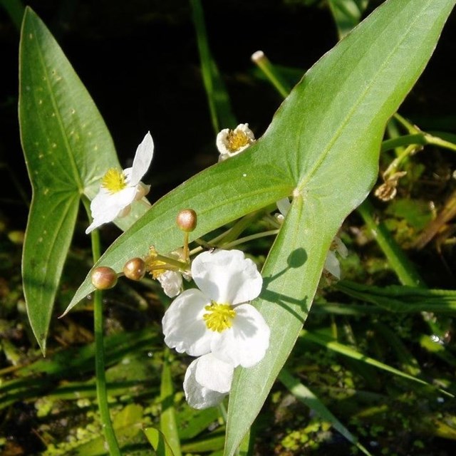 A tringle shaped plant with a white flower.