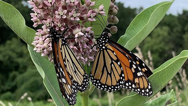 Two orange and black monarch butterflies hang from a lavender colored milkweed flower