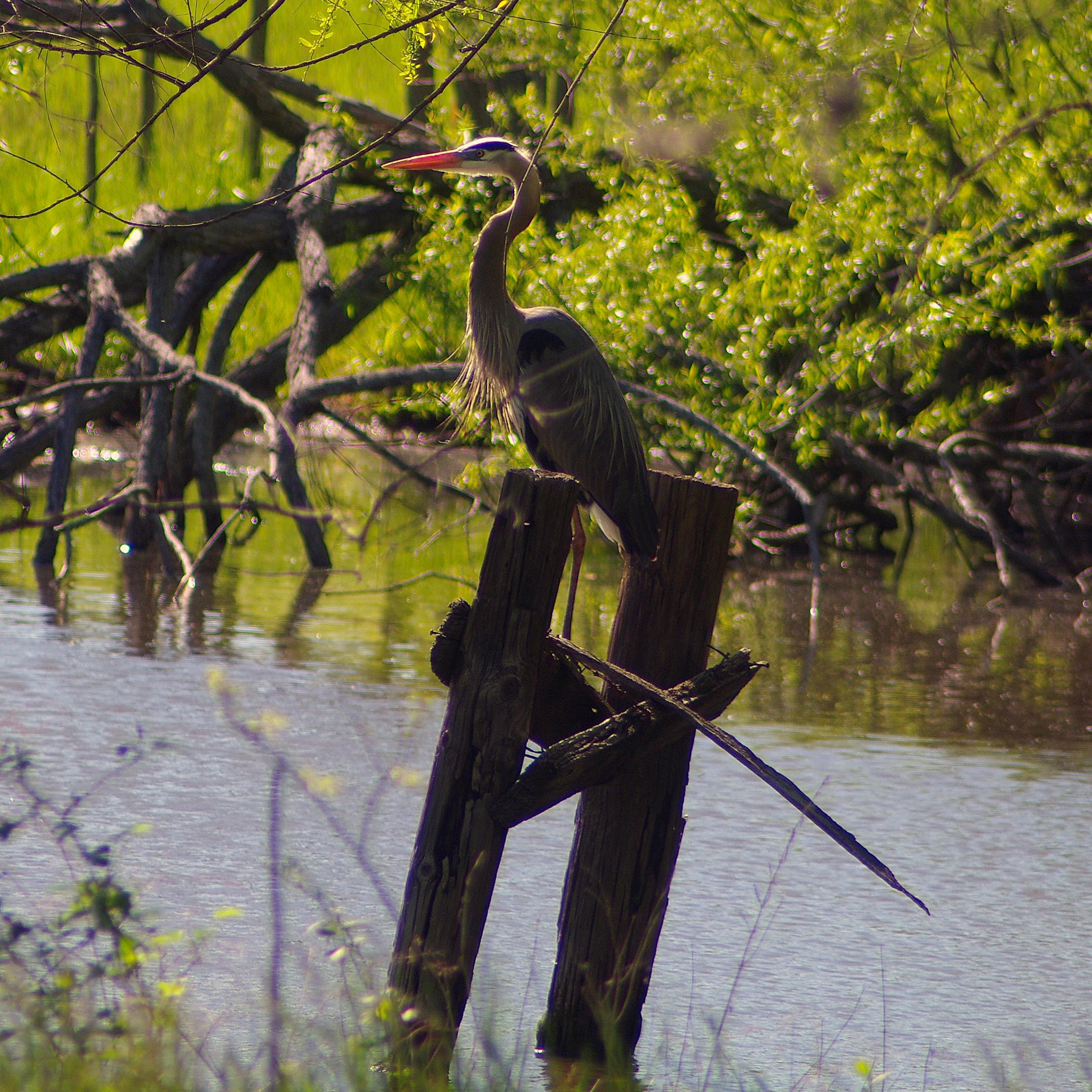 Nature at the Battlefield