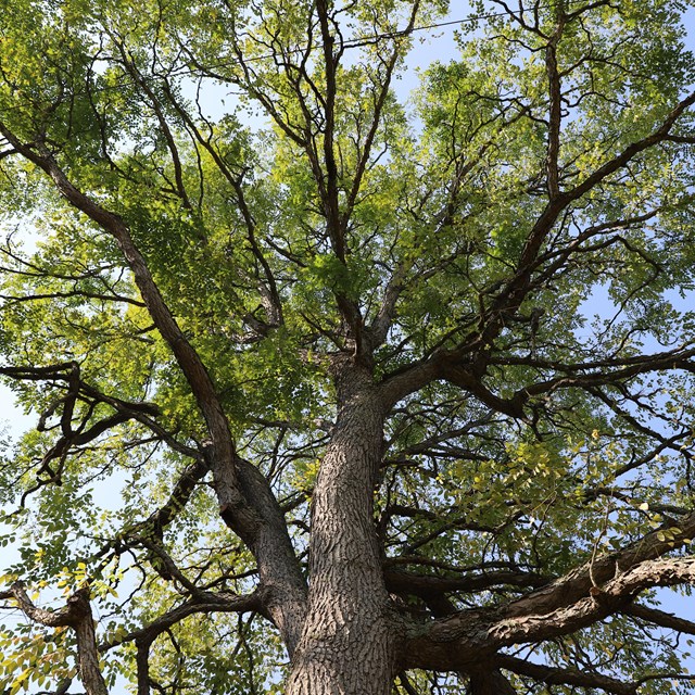 Tall sycamore tree with green leaves under a blue sky in a grassy park setting.