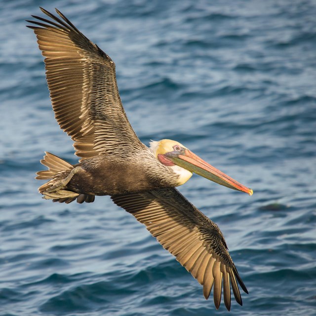 Brown pelican flying low over the water