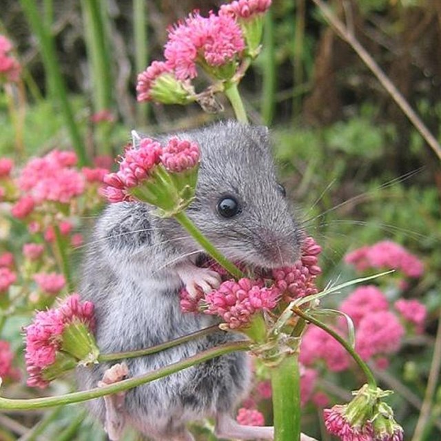 Gray mouse with large dark eyes climbing up onto pink flowers. © Cathy Schwemm