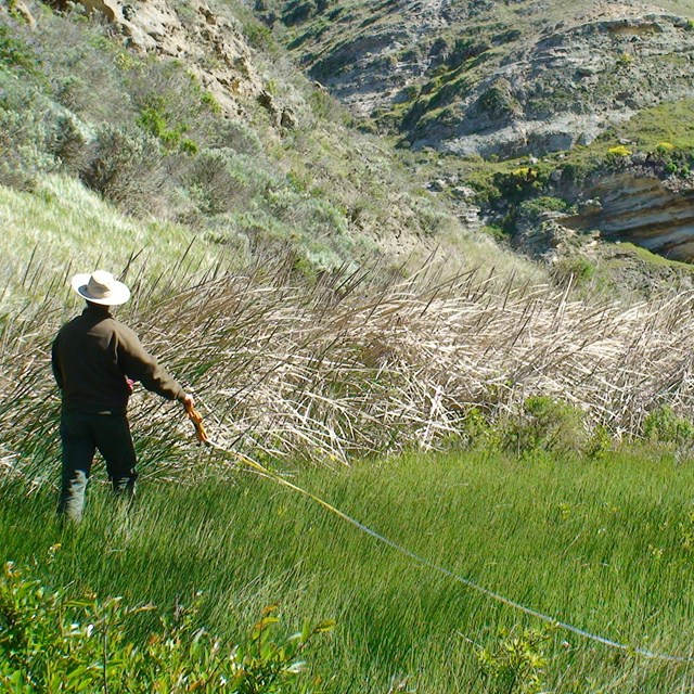 Person extending a measuring tape through the grass for vegetaion monitoring in Channel Islands NP