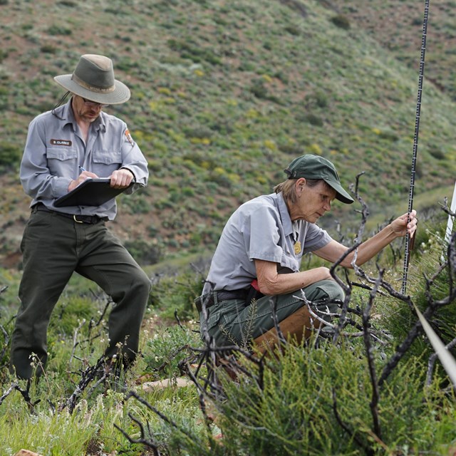 Park staff recording native plant communities data on a Santa Monica Mountains hillside
