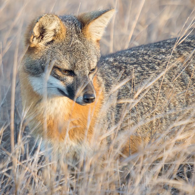 Small gray-brown and orange fox hunting among tall, dry grass