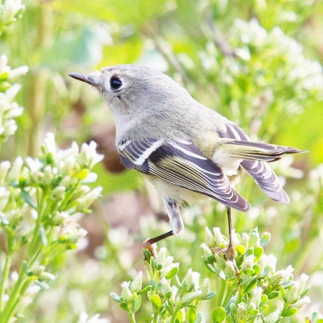 Small gray and olive songbird moving fast over a flowering shrub