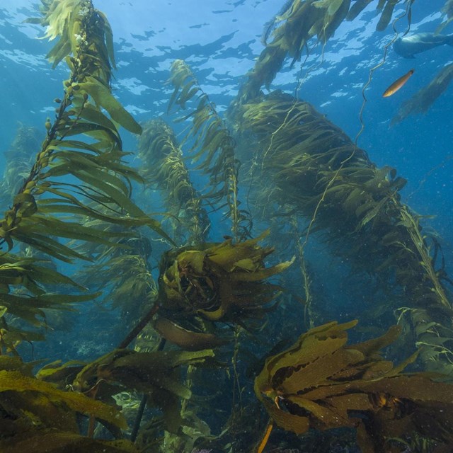 Looking up through a giant kelp forest teeming with fish