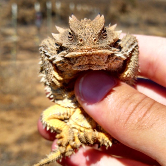 Blainville's horned lizard, a small spiky reptile with a wide, flat body, in a person's hand