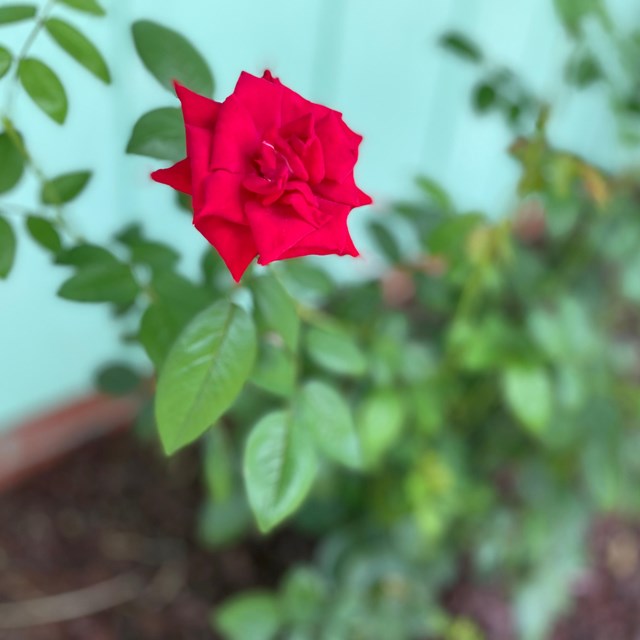 Rose growing in front of Evers Home