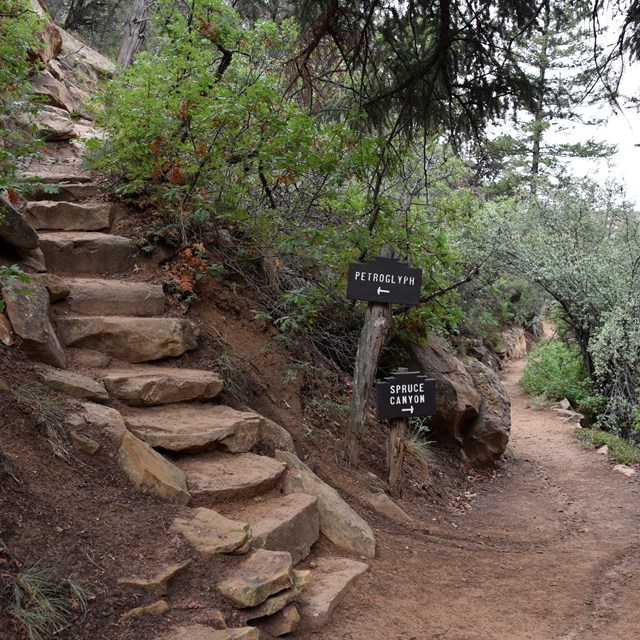 Two trails converge under a Douglas fir, with stone steps climbing to the left