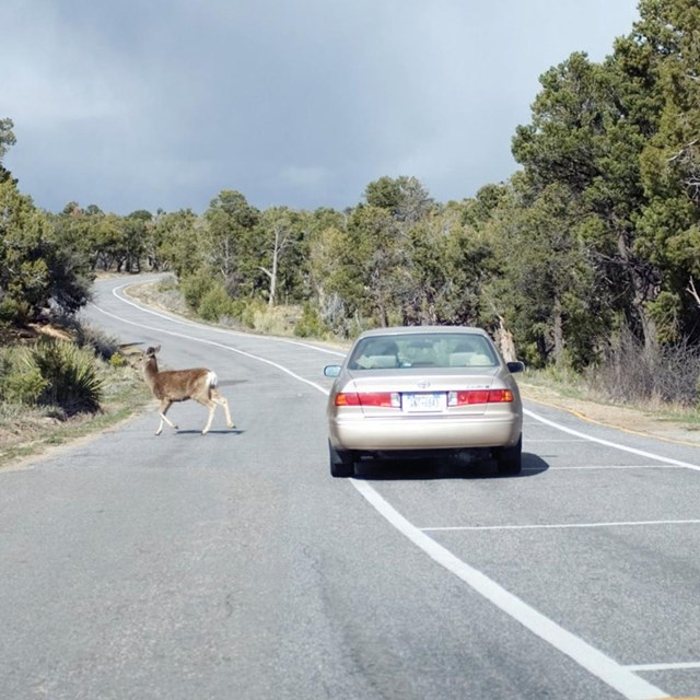 A deer crosses a paved road in front of a vehicle