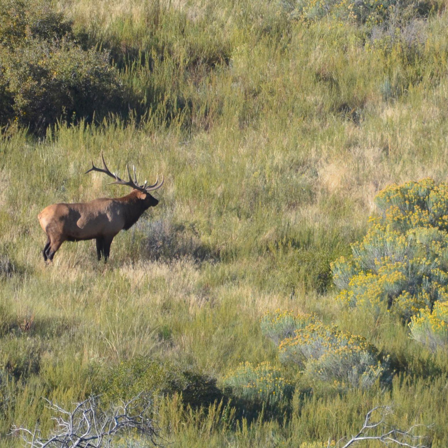 Bull elk with a large set of antlers in profile standing in the middle of a green meadow.