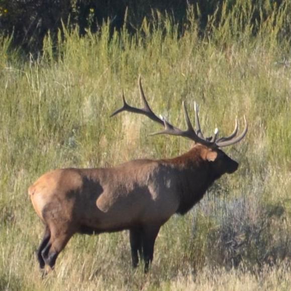 Bull elk with a large set of antlers in profile standing in the middle of a green meadow.