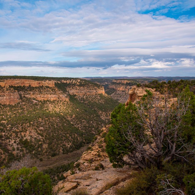 Overlooking sandstone canyons and mesas covered in trees and brush.