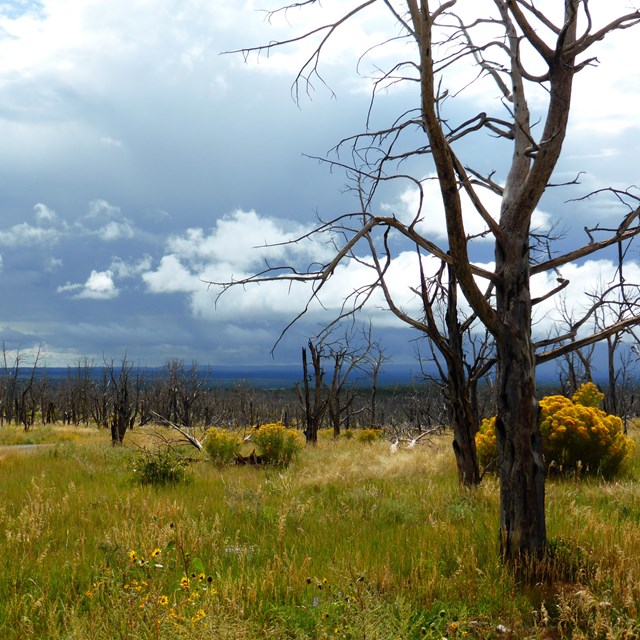 yellow wildflowers and shrubs, green and gold grasses, fire-scorched trees, and stormy blue-gray sky